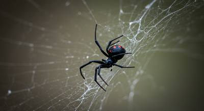 Black Widow Spiders in New Jersey: Your Essential Homeowner's Guide