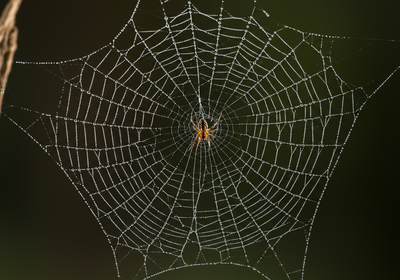 Unraveling Spider Web Secrets: Your Ultimate Guide for New Jersey Homes and Businesses