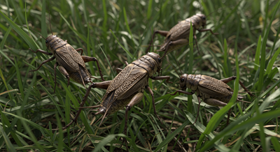 New Jersey Cricket Identification & Control: Your Homeowner's Guide