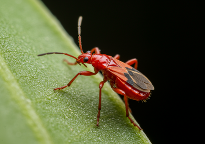 Tiny Red Bugs: Easily Identify Those Annoying Little Pests in Your Home