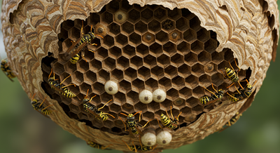 Bayville NJ Wasp Control | Safe Wasp Nest Removal