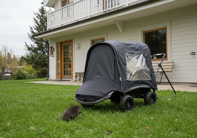 Residential Pest Control: Your Ultimate Guide to a Pest-Free Home