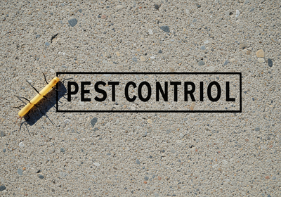 Your Guide to a Pest-Free Home