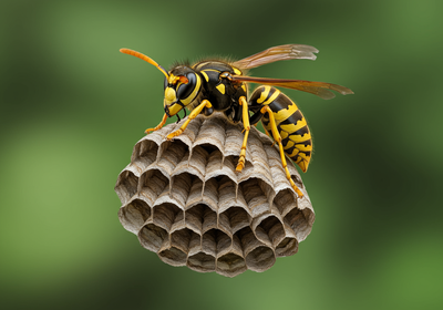 Yellow Jacket Pest Control: Your Guide to Getting Rid of Nests & Stings