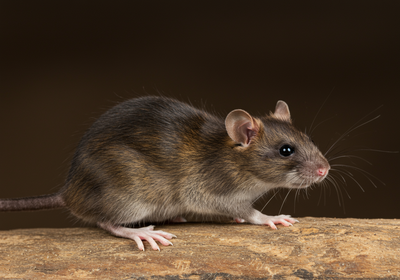 Mice vs. Rats: How to Identify Your Home's Unwanted Guests